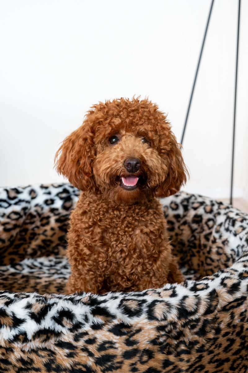 Honden