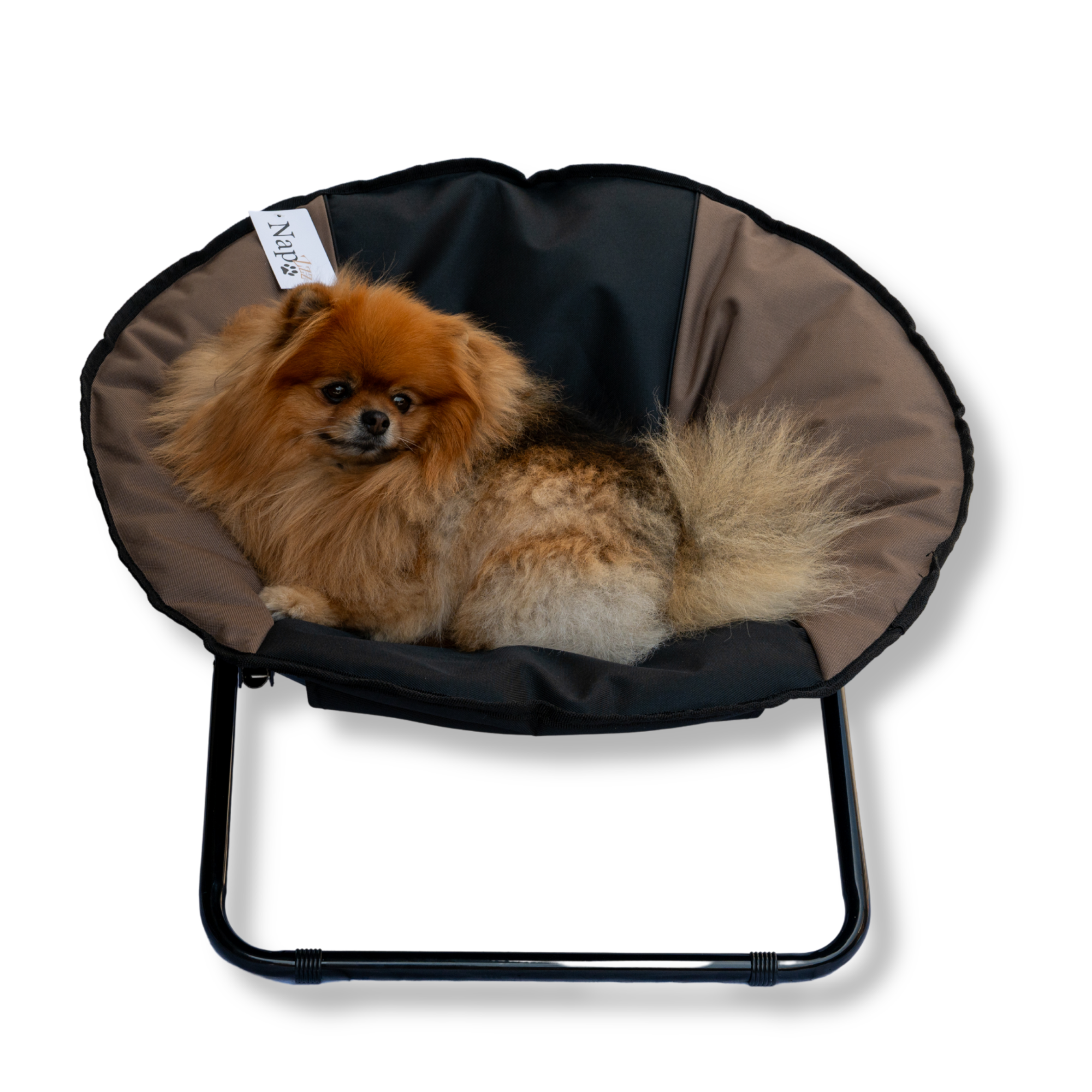 Napzzz stoel in kleur zwart en taupe in vooraanzicht met liggend hondje, geschikt voor kleine huisdieren zoals hond of kat. Inklapbaar en voorzien van waterafstotende stof. Met metalen frame en anti slip details.